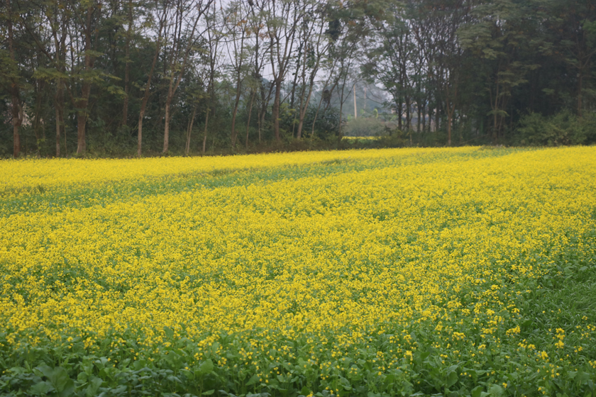 चितवनमा तोरी उत्पादन बढ्दै